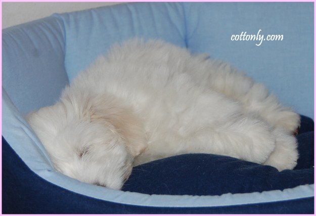 Cottonly ~ Coton de Tulear ~ mladički Cottonly ~ Coton de Tulear ~ mladički