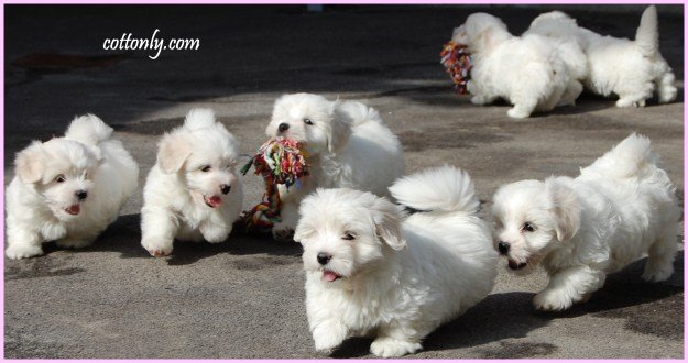 Cottonly ~ Coton de Tulear ~ mladički Cottonly ~ Coton de Tulear ~ mladički