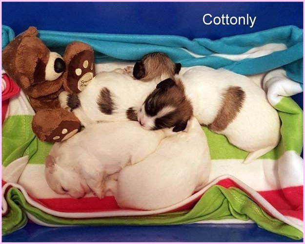 © Cottonly ~ Coton de Tulear