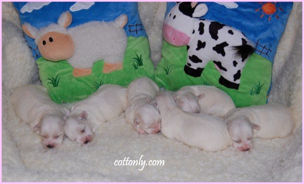 Cottonly ~ Coton de Tulear ~ mladički Cottonly ~ Coton de Tulear ~ mladički