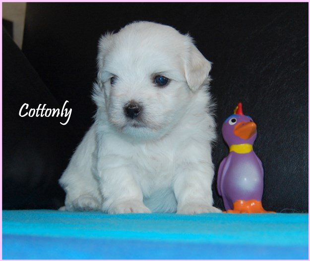 coton de tulear