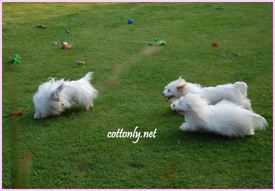 COTTONLY ~ Coton de Tulear