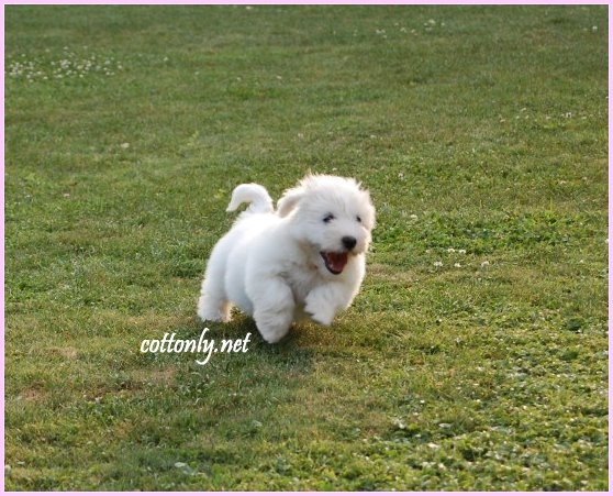 COTTONLY ~ Coton de Tulear
