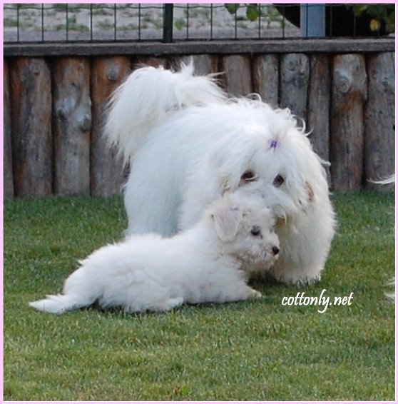 COTTONLY ~ Coton de Tulear