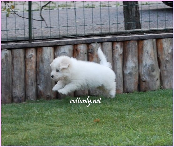 COTTONLY ~ Coton de Tulear