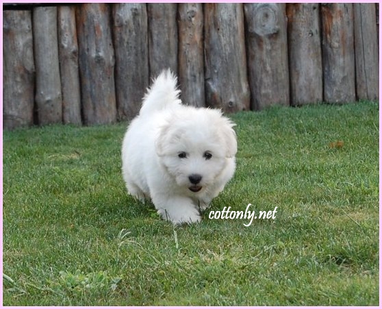 COTTONLY ~ Coton de Tulear