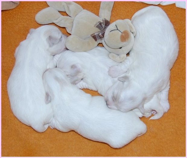 © COTTONLY Coton de Tulear