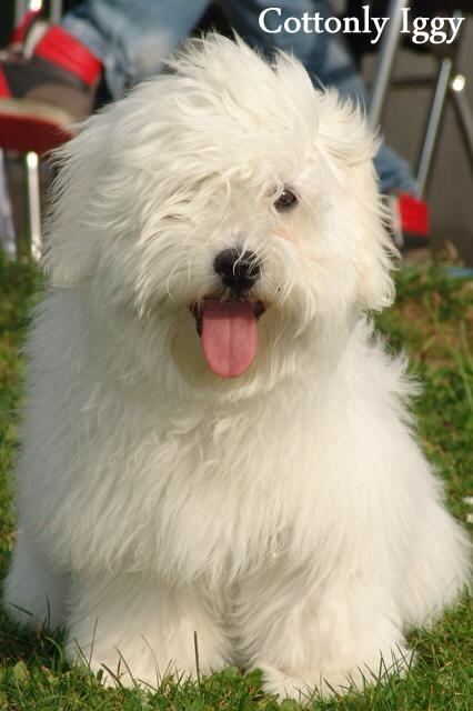 Cottonly Iggy