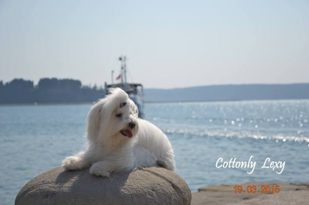 coton de tulear