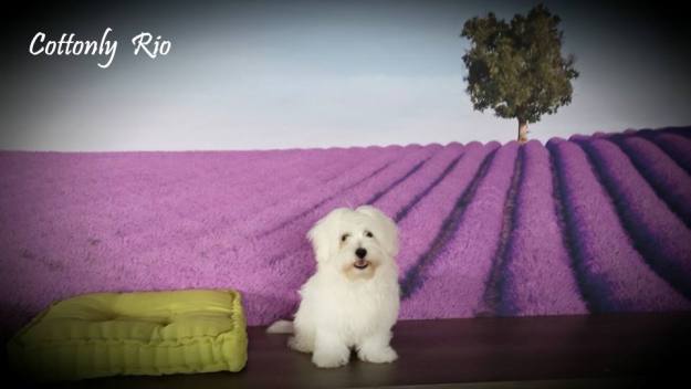 © Nataša Pirc Kovačič