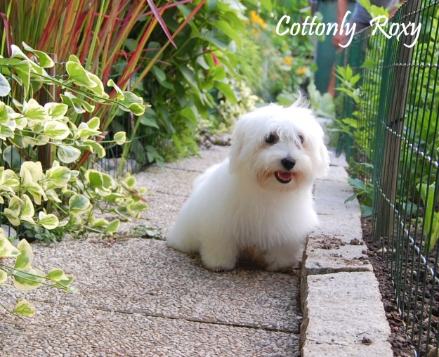 © COTTONLY Coton de Tulear