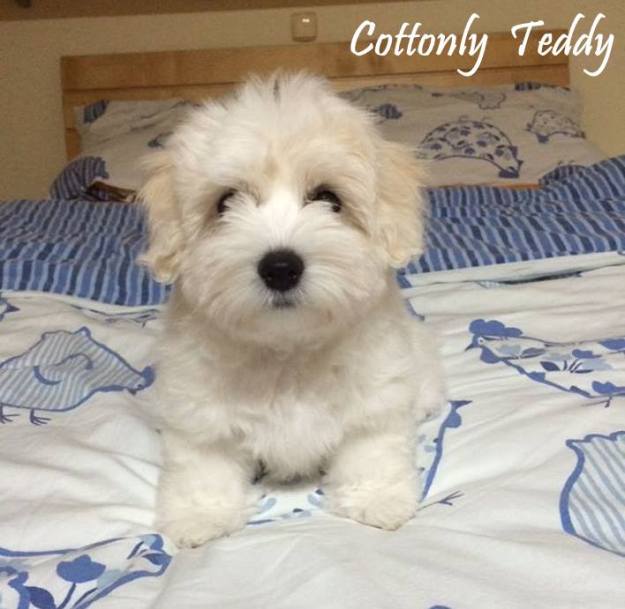 coton de tulear