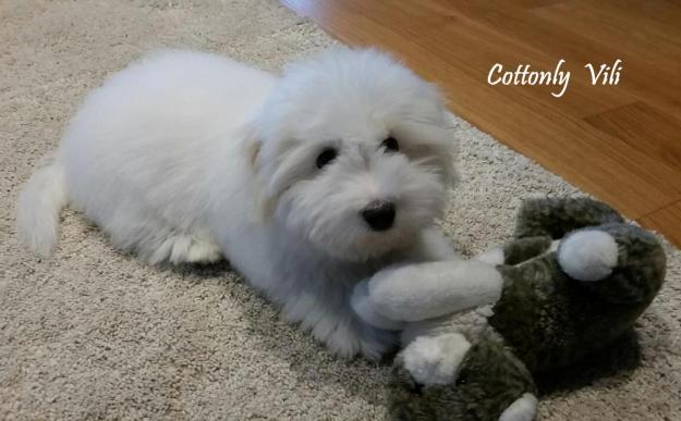 © Bojana Doma Marinšek