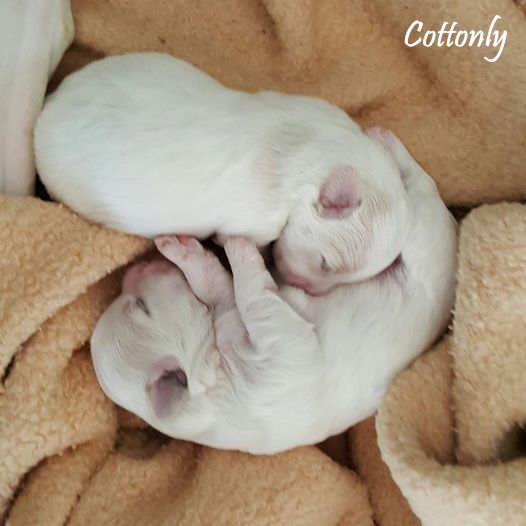 Cottonly ~ Coton de Tulear
