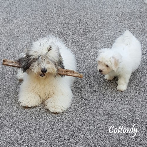 © COTTONLY Coton de Tulear