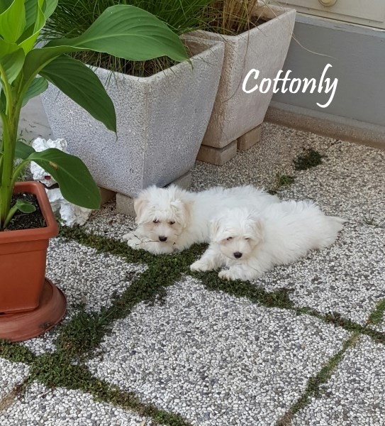 © COTTONLY Coton de Tulear