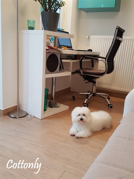 © COTTONLY Coton de Tulear