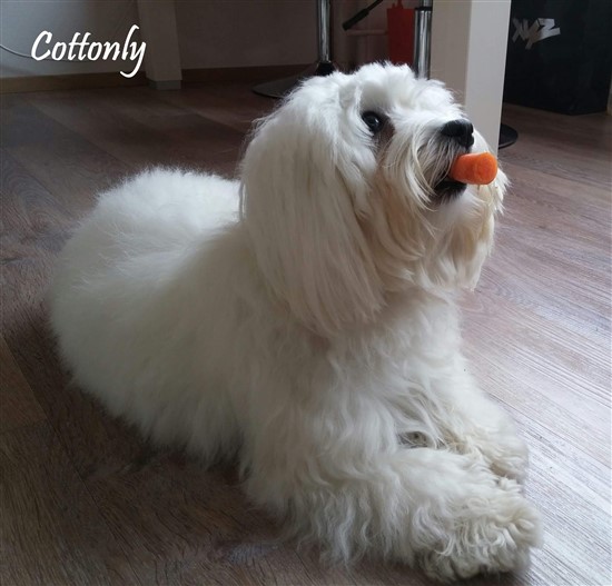 © Katjuša Jakšič