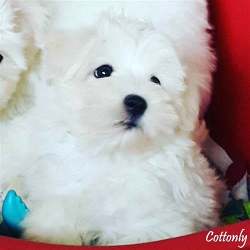 © COTTONLY Coton de Tulear