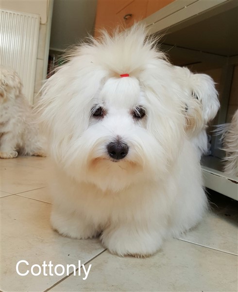 © COTTONLY Coton de Tulear
