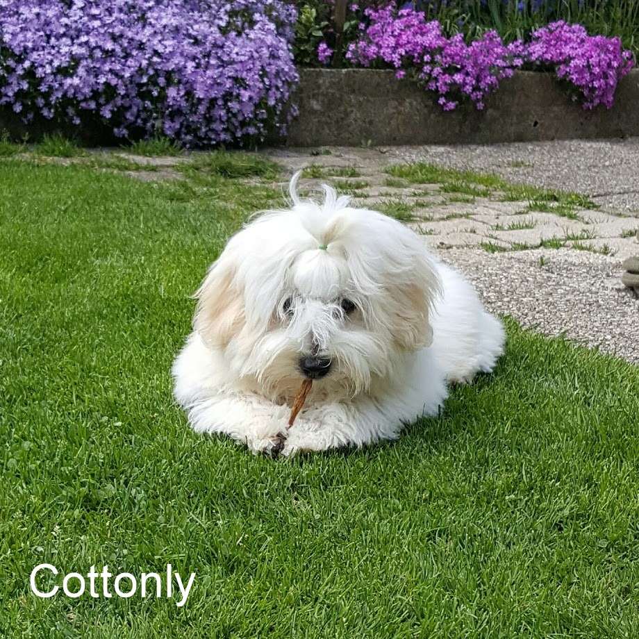 © COTTONLY Coton de Tulear