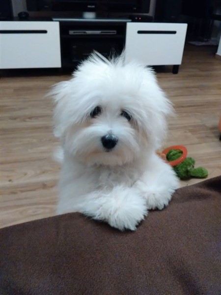 coton de tulear