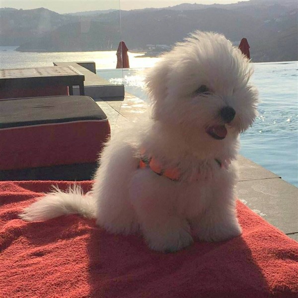 coton de tulear