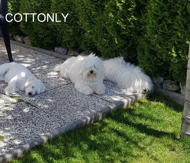 © COTTONLY Coton de Tulear