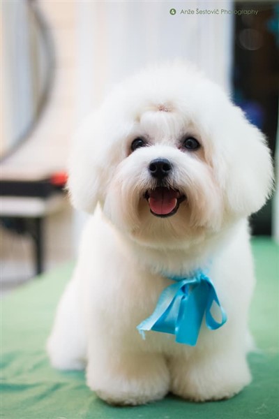 COTTONLY Coton de Tulear, © Anže Šestovič Photography, Pasji salon Super Tetka