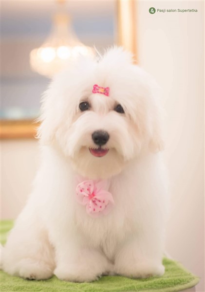 coton de tulear