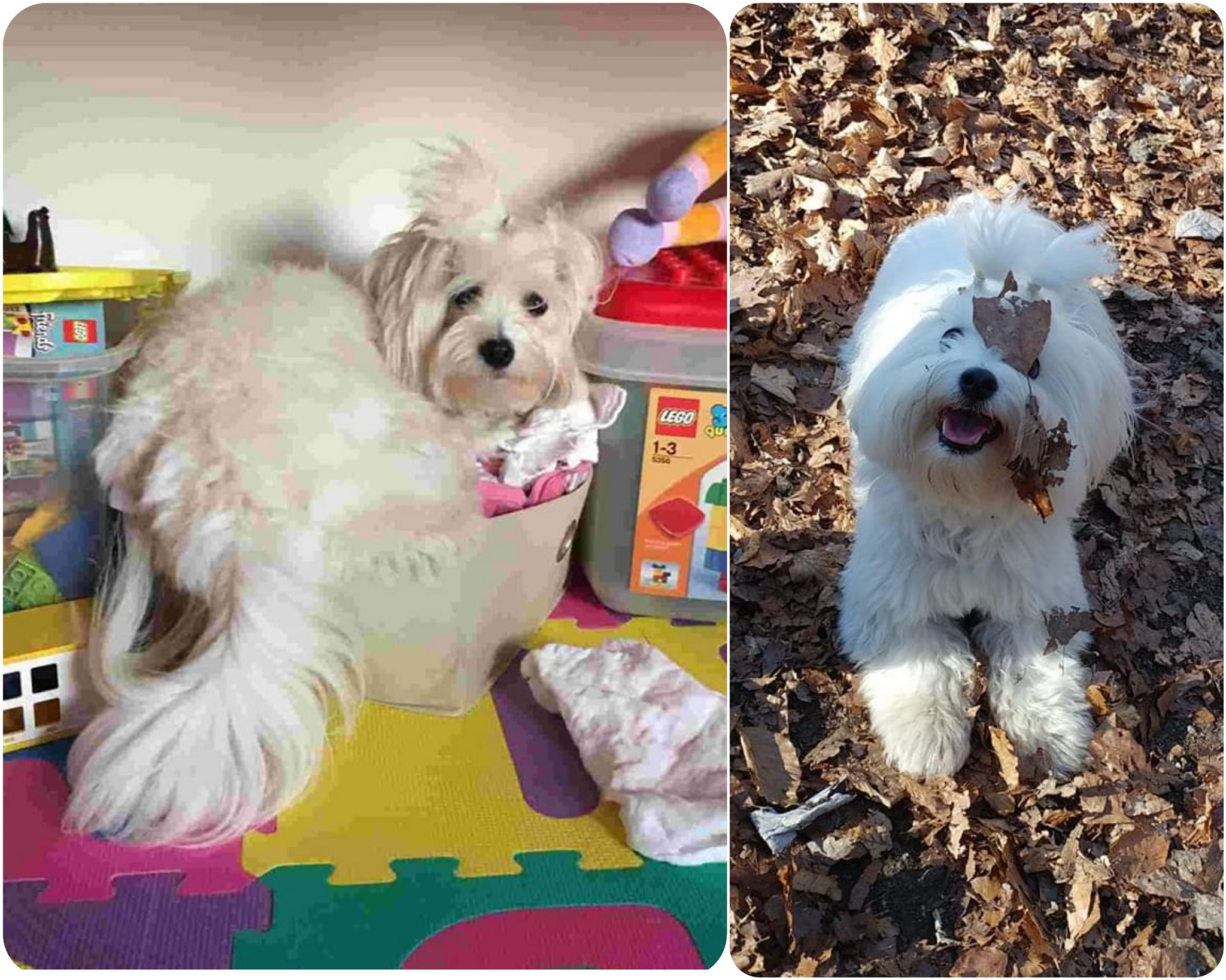 Cottonly Coton de tulear