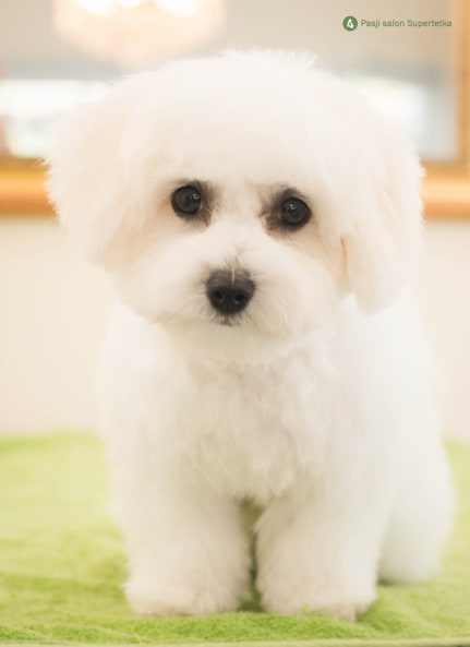 Cottonly Coton de Tulear