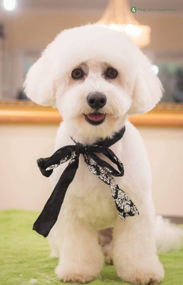 Cottonly Coton de Tulear