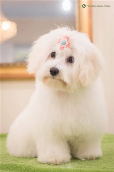 © COTTONLY Coton de Tulear