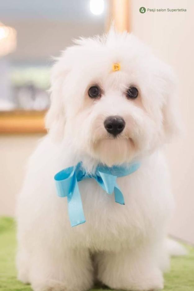 © COTTONLY Coton de Tulear