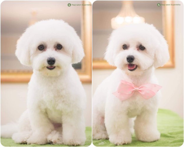 Cottonly Coton de Tulear