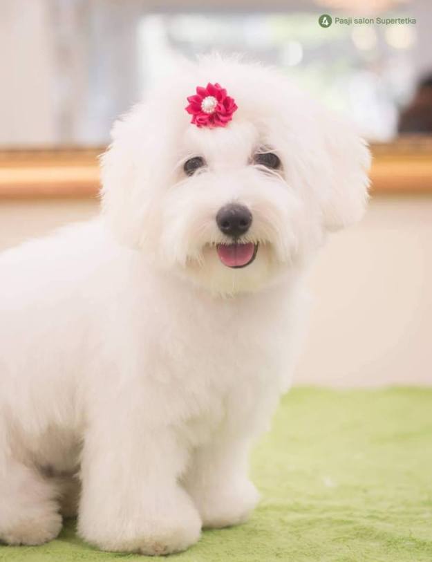Cottonly Coton de Tulear