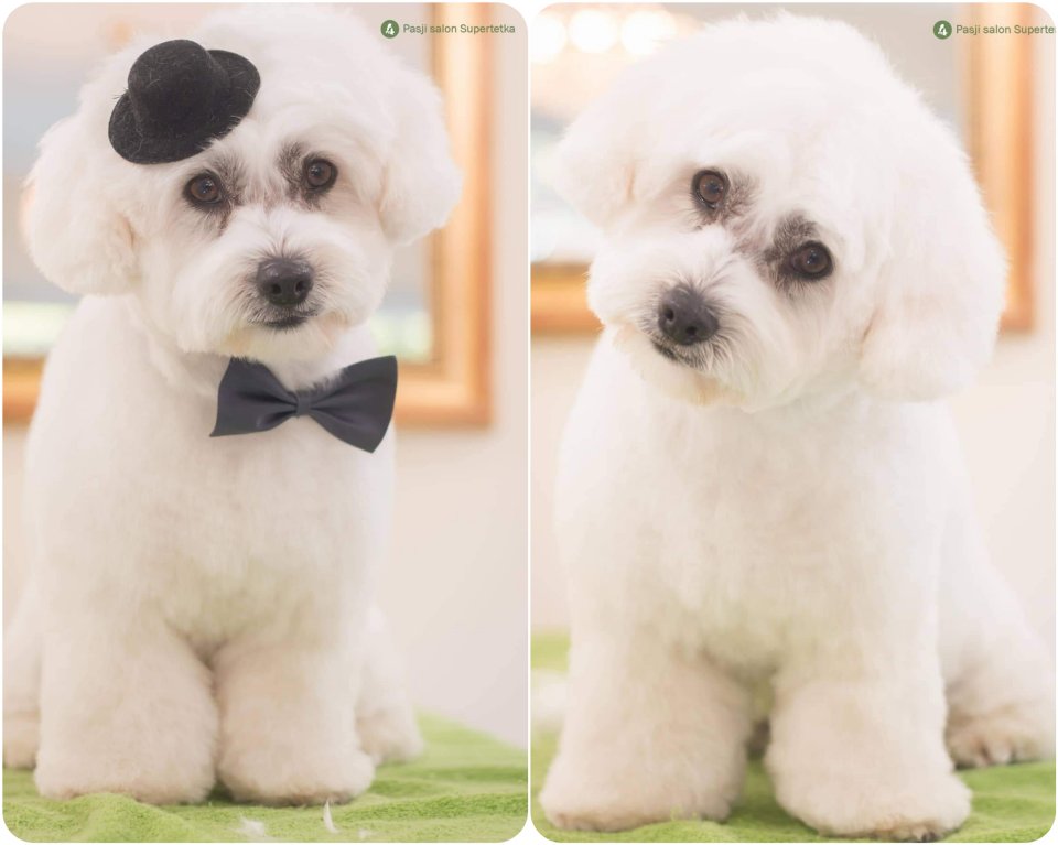 Cottonly Coton de Tulear