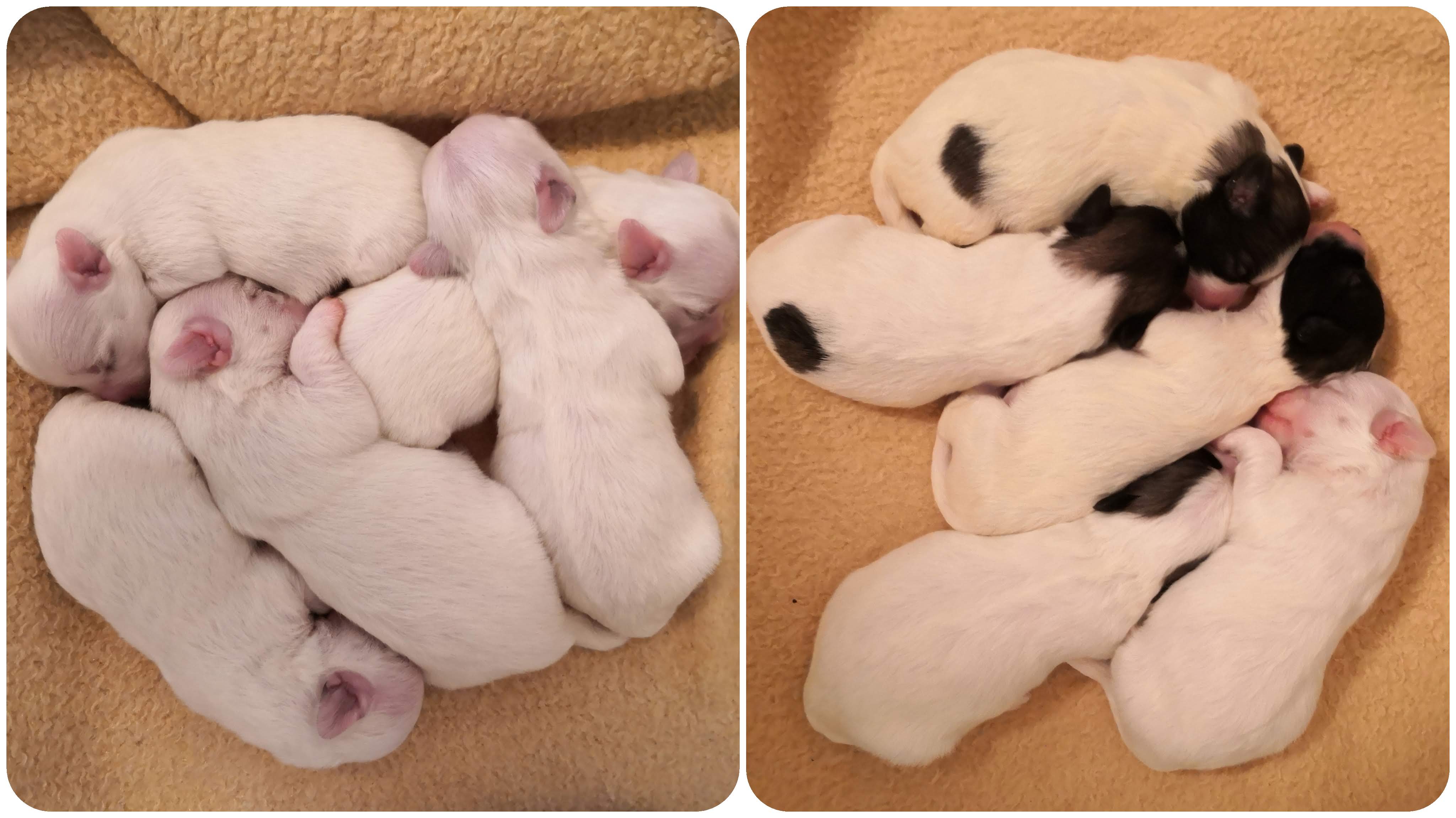 © COTTONLY Coton de Tulear