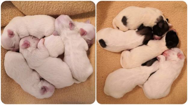 © COTTONLY Coton de Tulear