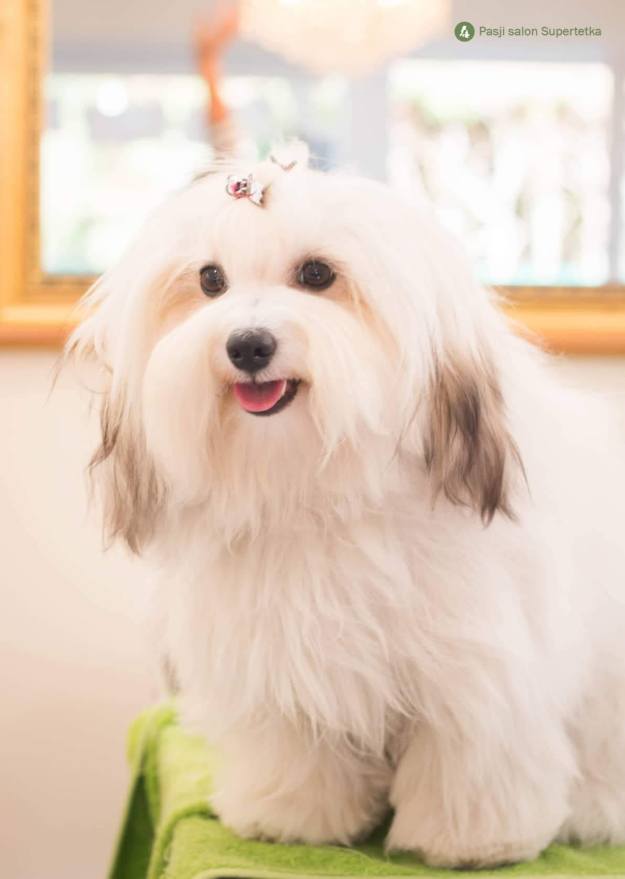 Cottonly Coton de Tulear