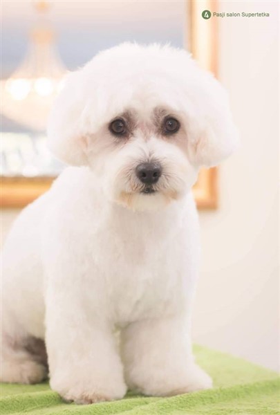 © Pasji salon Super Tetka