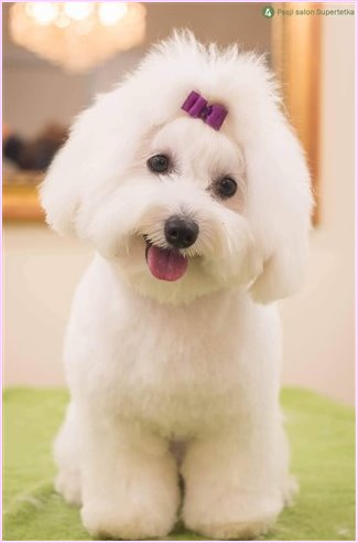 cottonly coton de tulear