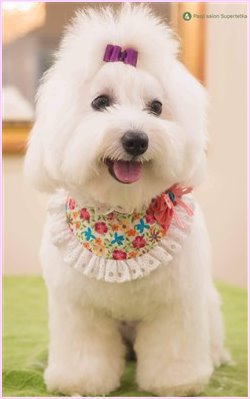 coton de tulear