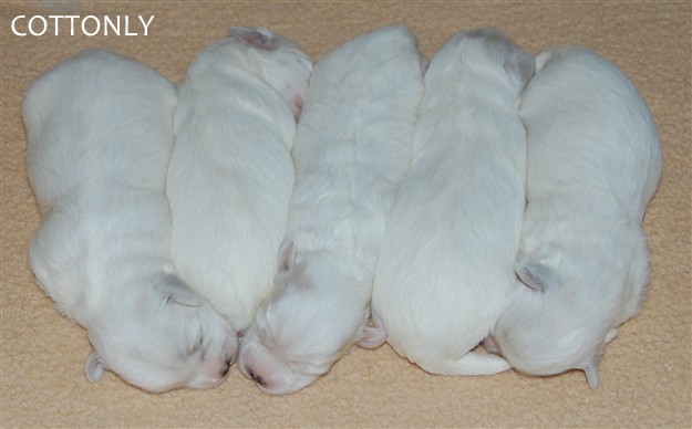 © COTTONLY Coton de Tulear mladički