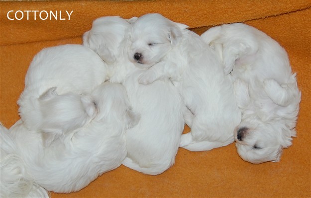 © COTTONLY Coton de Tulear mladički