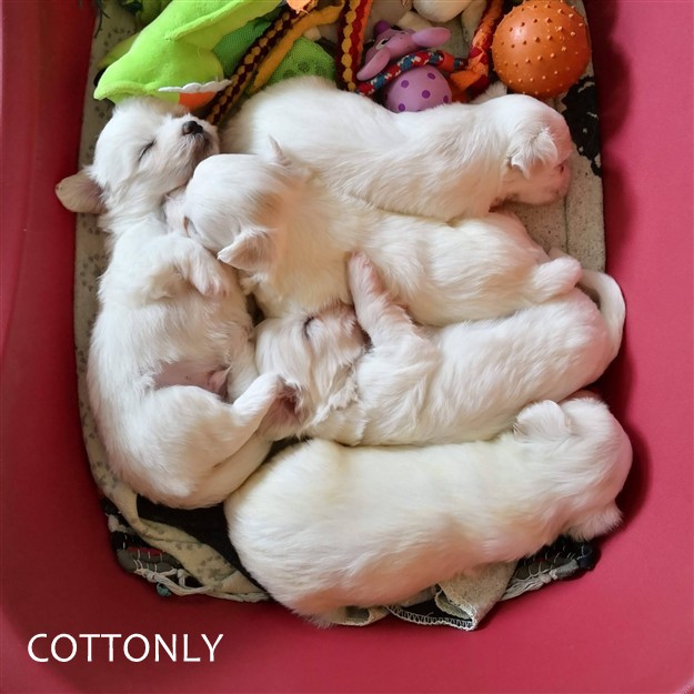 © COTTONLY Coton de Tulear mladički