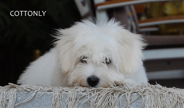 © COTTONLY Coton de Tulear mladički