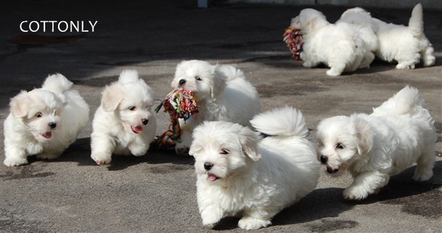 © COTTONLY Coton de Tulear mladički