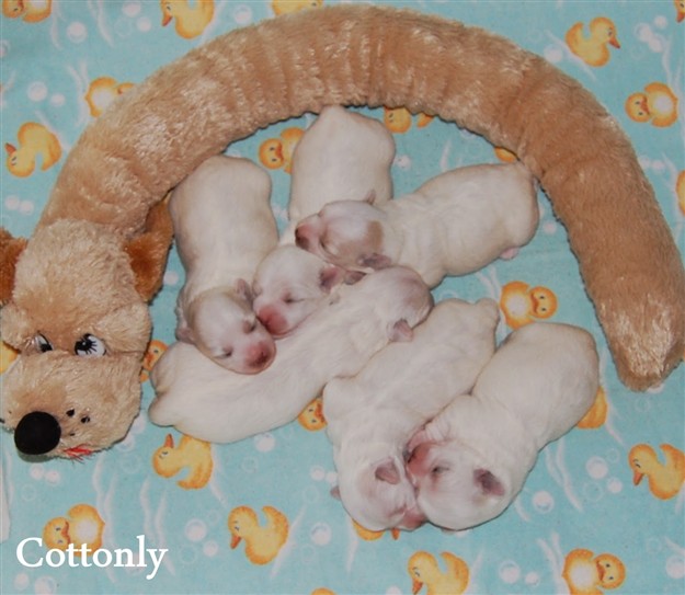 © COTTONLY Coton de Tulear mladički
